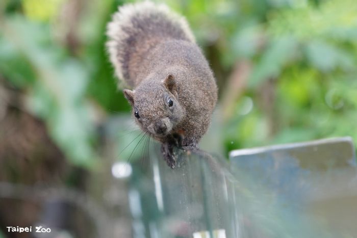 野生動物其實就在你身邊！臺北動物園邀您一起守護城市生物多樣性